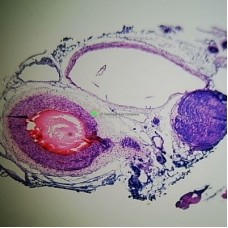 Artery & Vein, sec., from mammal